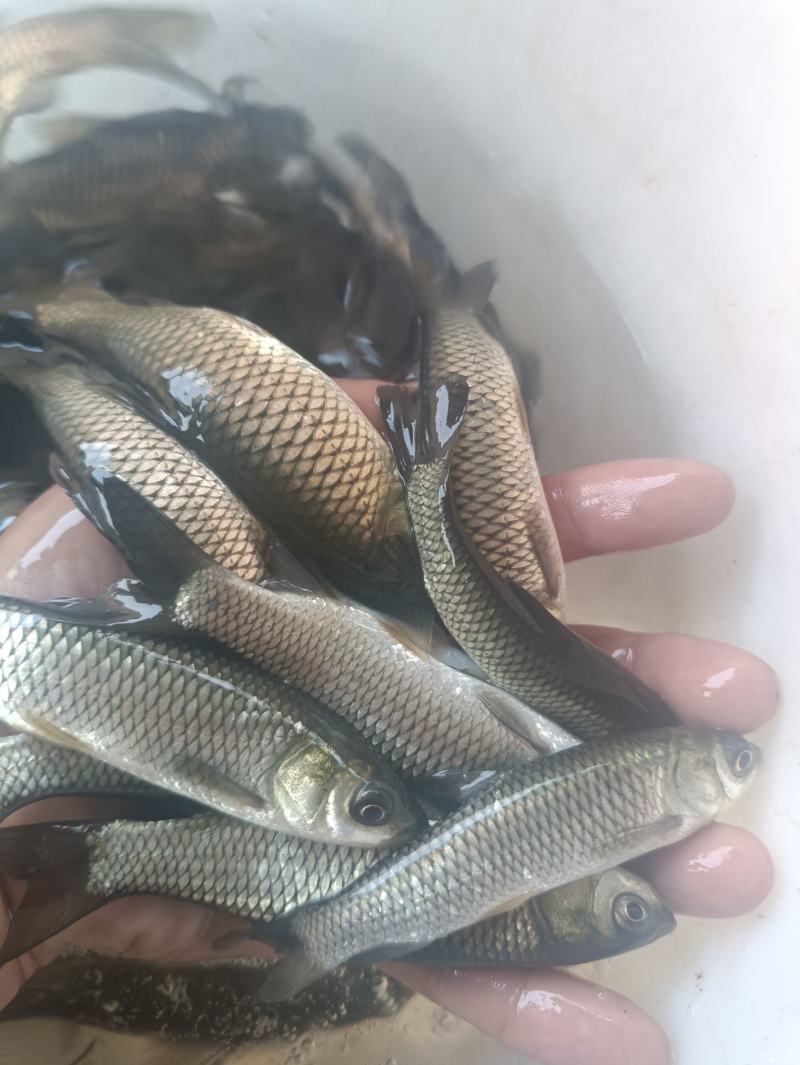 草鱼苗白草鱼苗大草鱼苗淡水养殖四大家鱼可食用鱼食草鱼，