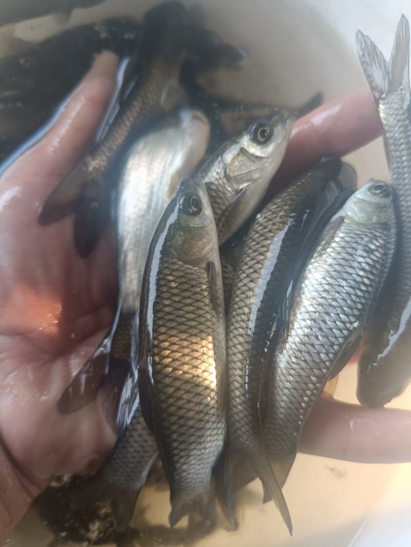 草鱼苗白草鱼苗大草鱼苗淡水养殖四大家鱼可食用鱼食草鱼，