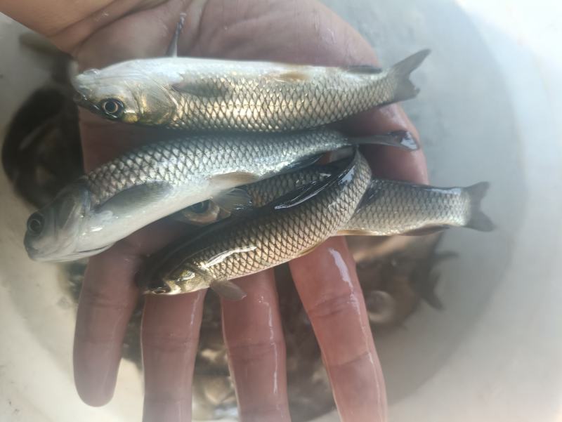 草鱼苗白草鱼苗大草鱼苗淡水养殖四大家鱼可食用鱼食草鱼，