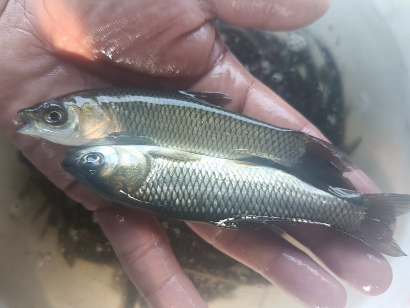 草鱼苗白草鱼苗大草鱼苗淡水养殖四大家鱼可食用鱼食草鱼，
