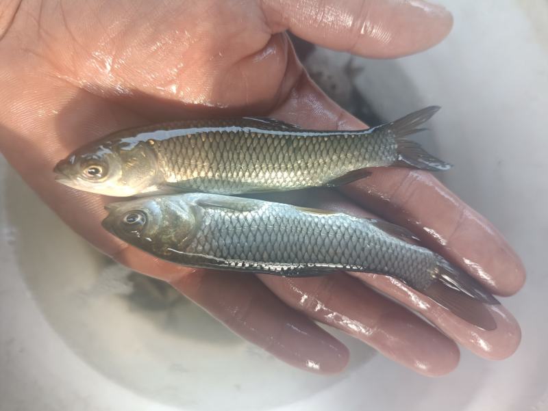 草鱼苗白草鱼苗大草鱼苗淡水养殖四大家鱼可食用鱼食草鱼，