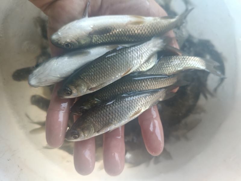 草鱼苗白草鱼苗大草鱼苗淡水养殖四大家鱼可食用鱼食草鱼，