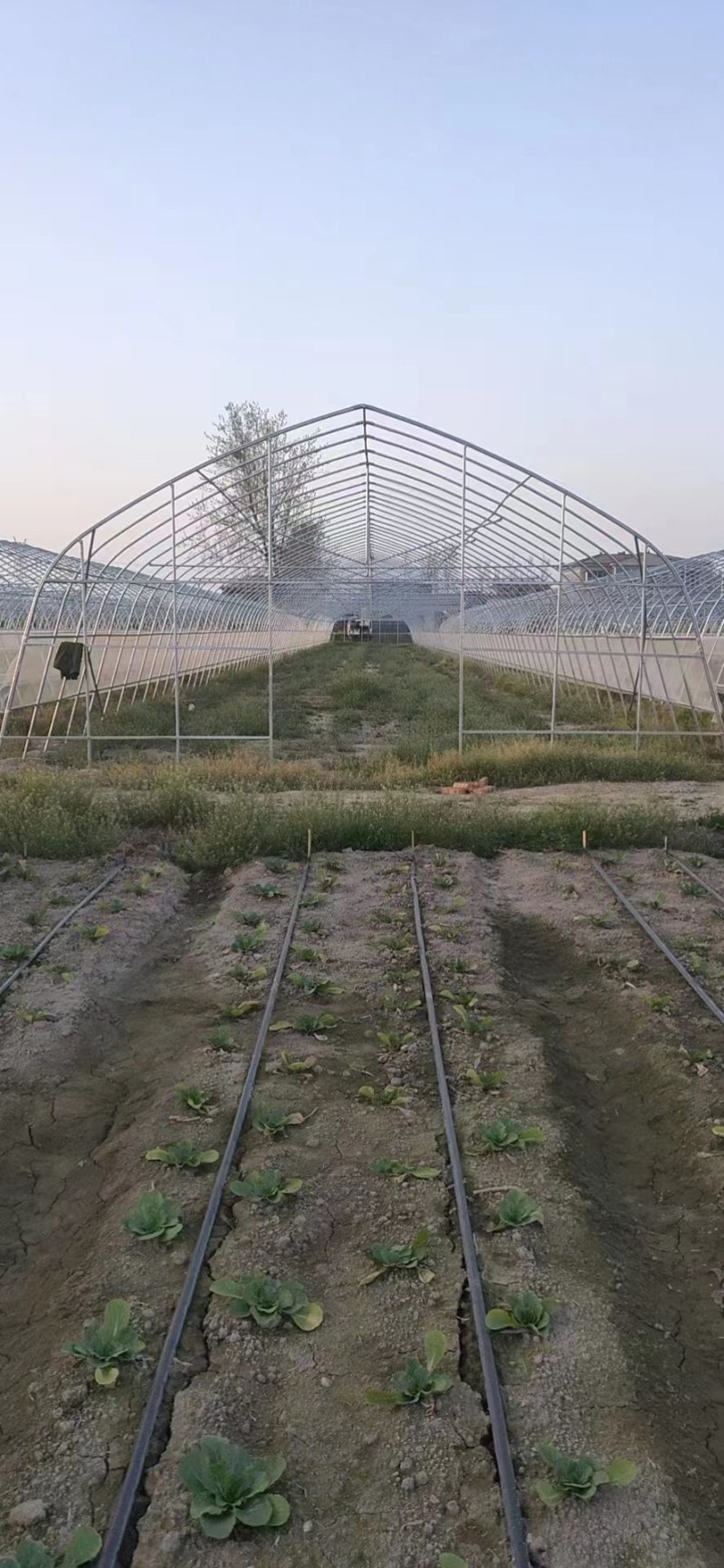 蔬菜大棚各种果蔬大棚厂家直发规格齐全