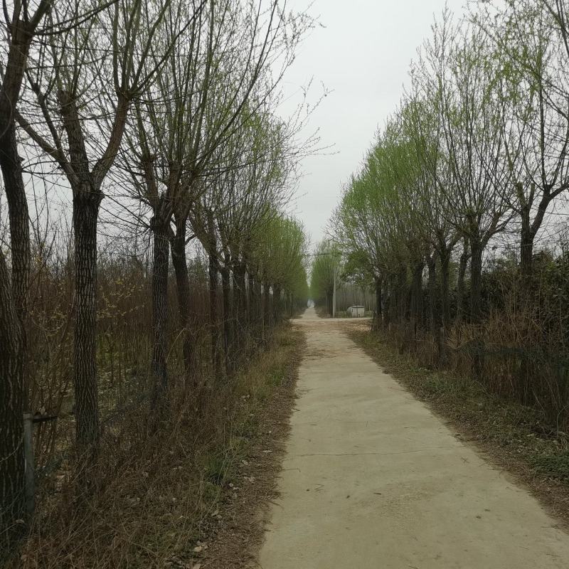 柳树
