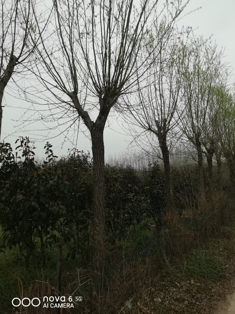 柳树