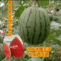 小西瓜苗2k红玉，冰糖王子，厂家直供保证质量数量保活