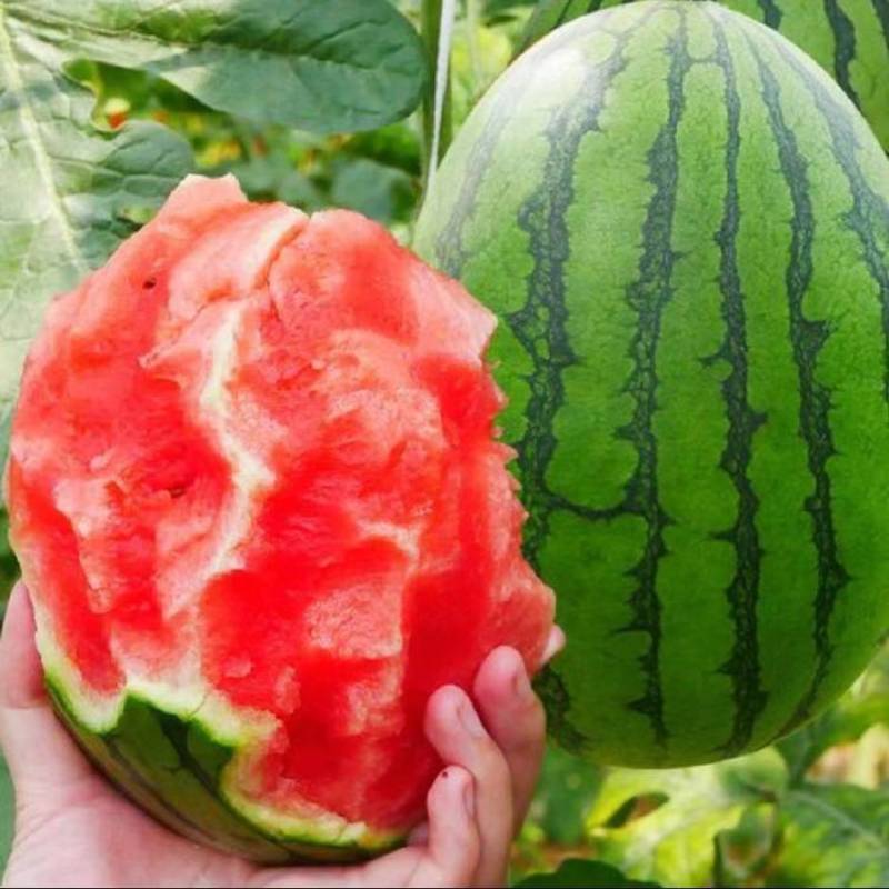 小西瓜苗2k红玉，冰糖王子，厂家直供保证质量数量保活
