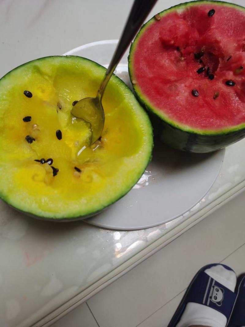 小西瓜苗2k红玉，冰糖王子，厂家直供保证质量数量保活