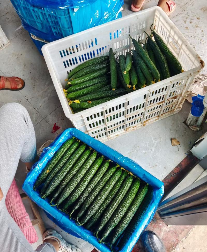 密刺黄瓜鲜花带刺干花带刺油亮青瓜大量上市