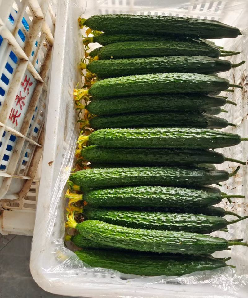 密刺黄瓜鲜花带刺干花带刺油亮青瓜大量上市
