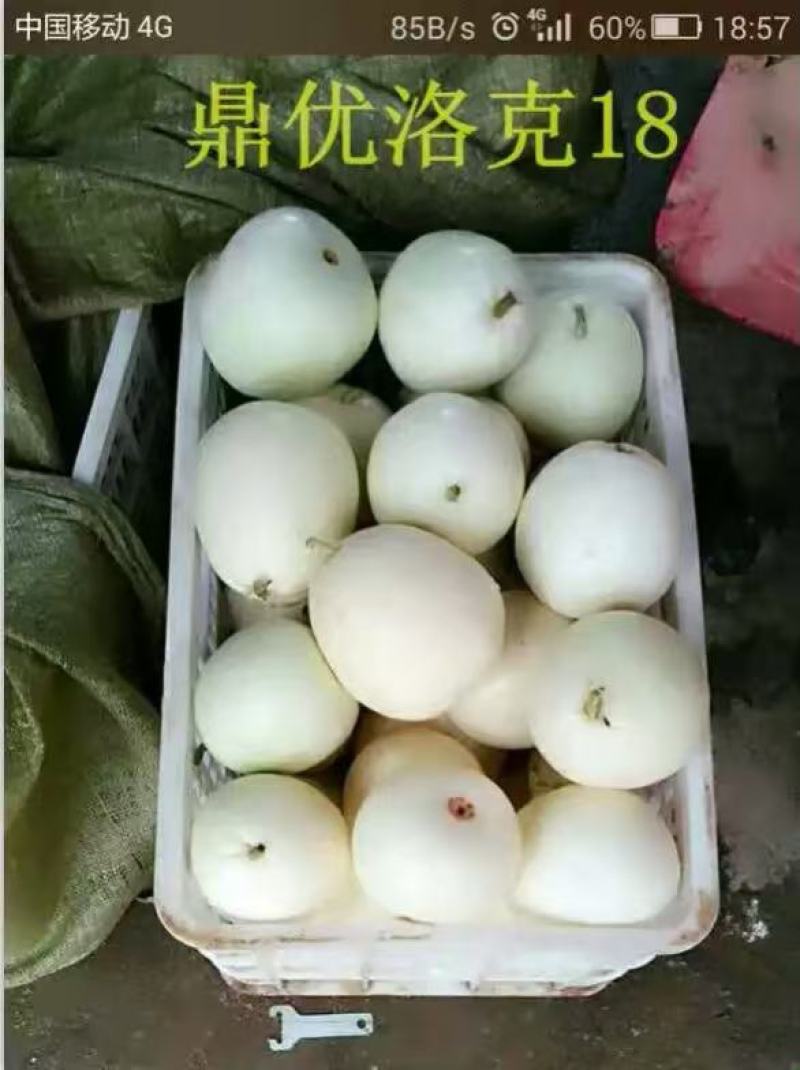 洛克18白皮白肉甜瓜种子早熟薄皮圆形抗病高糖春露地种植