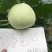 洛克18白皮白肉甜瓜种子早熟薄皮圆形抗病高糖春露地种植