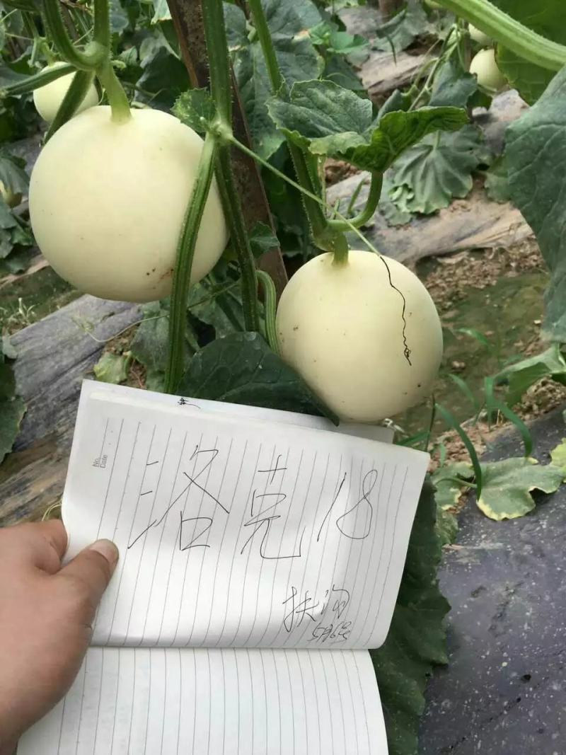 洛克18白皮白肉甜瓜种子早熟薄皮圆形抗病高糖春露地种植