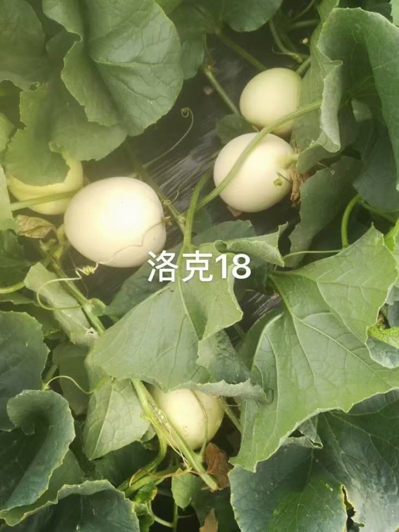 洛克18白皮白肉甜瓜种子早熟薄皮圆形抗病高糖春露地种植
