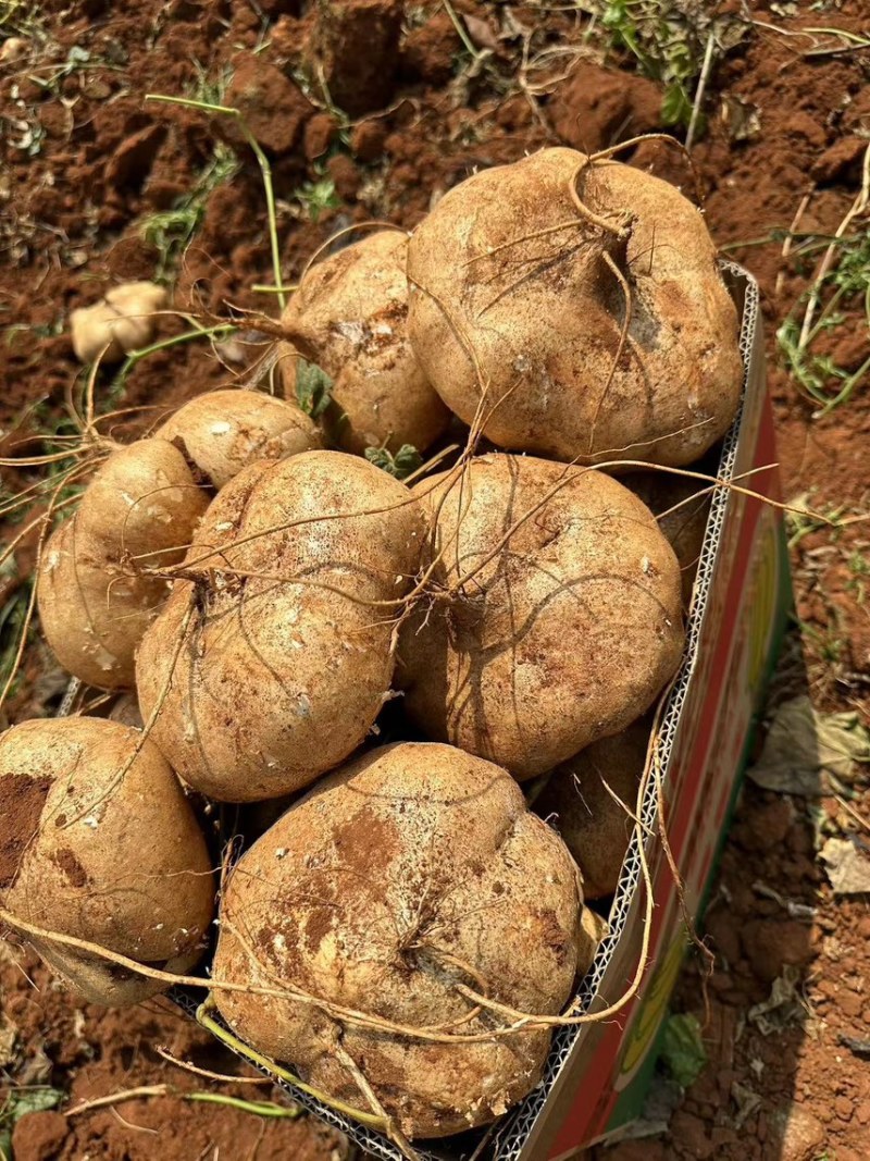 广东湛江凉薯，大量现货供应，提供市场货电商货