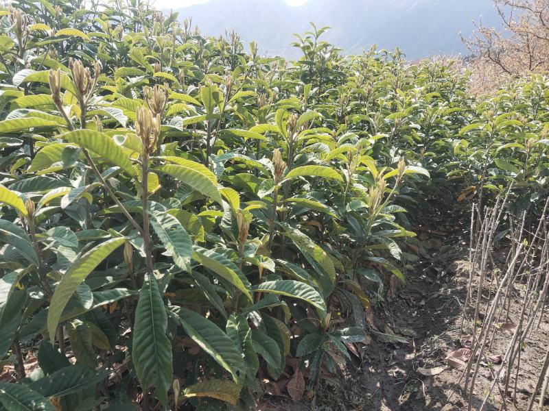 枇杷苗，嫁接枇杷，川西苗木种植有限公司各种优质嫁接苗均有