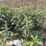 枇杷苗，嫁接枇杷，川西苗木种植有限公司各种优质嫁接苗均有