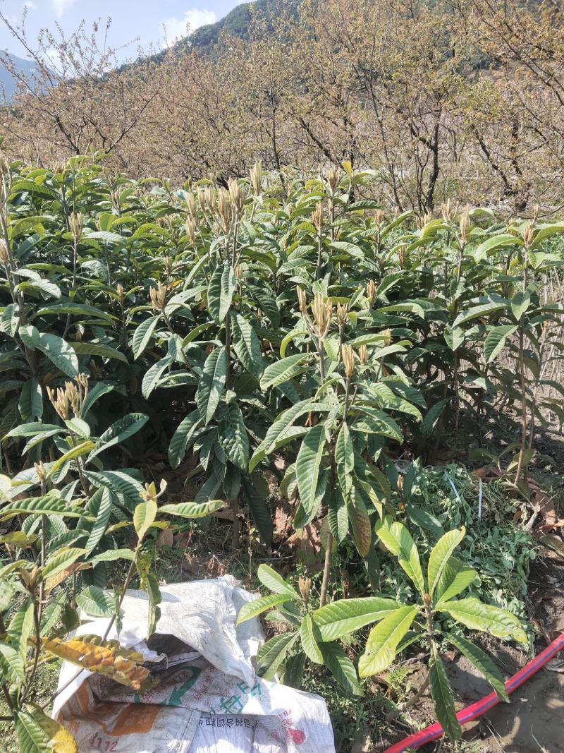 枇杷苗，嫁接枇杷，川西苗木种植有限公司各种优质嫁接苗均有