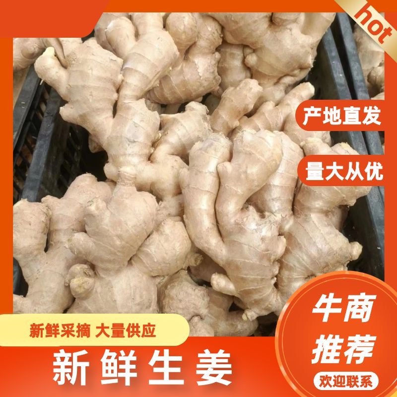 山东小黄姜/小黄姜/大黄姜/山东生姜/山东大黄姜/生姜