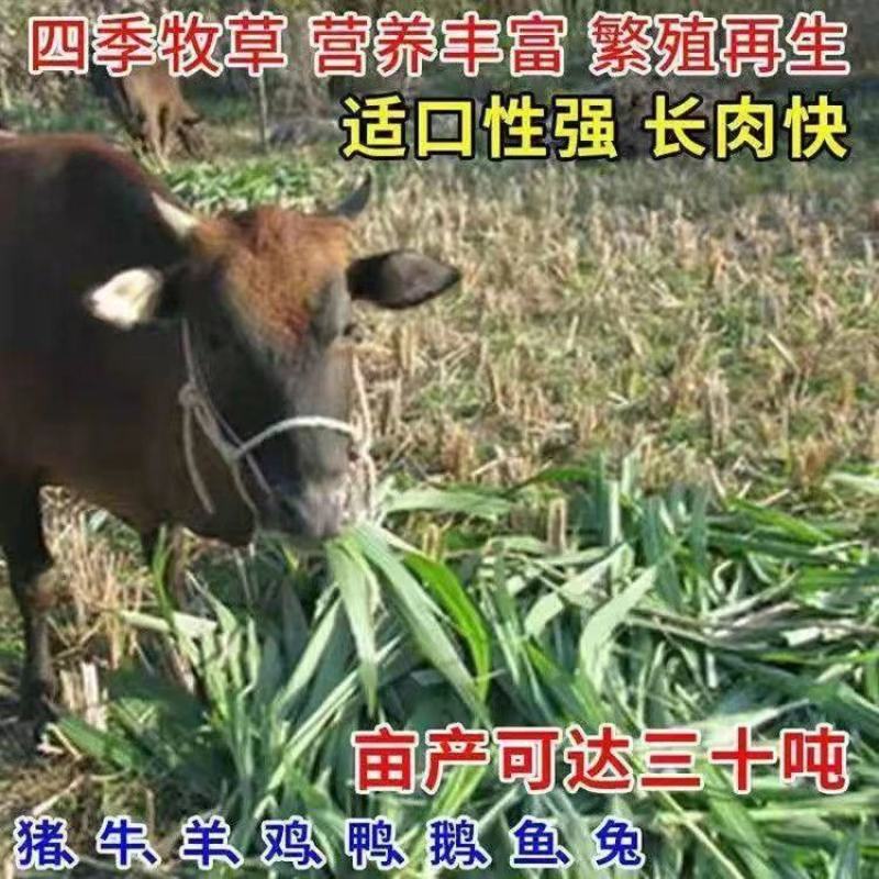 甜象草3号种节高产皇竹草牧草批发产地直销支持代发