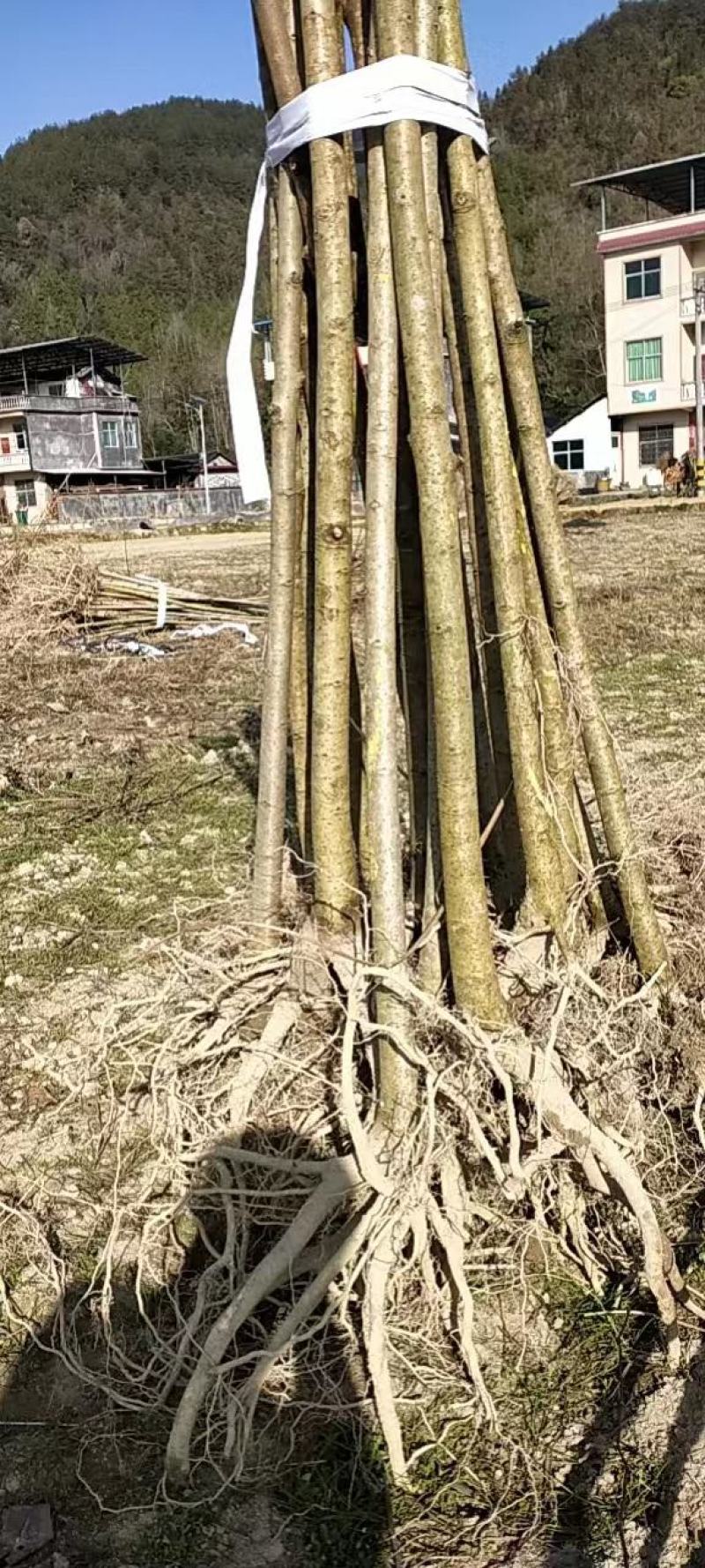 山桐子苗