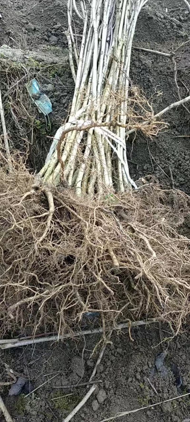 山桐子苗