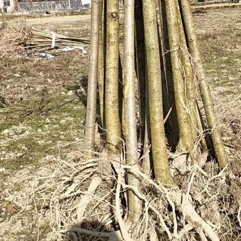山桐子苗