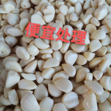 2026年新鲜蒜米蒜肉工厂做蒜泥蒜酱蒜蓉蒜添加