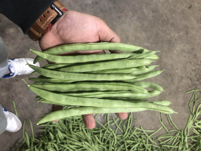 四季豆产地直发，品质好，电商货平台货市场货都有