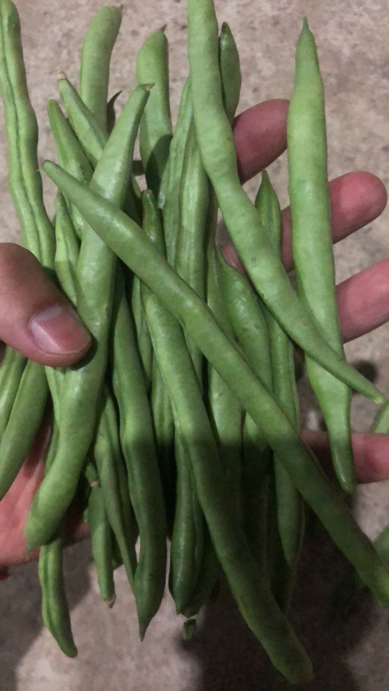 四季豆产地直发，品质好，电商货平台货市场货都有