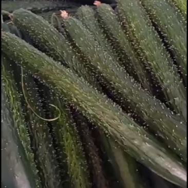电商黄瓜