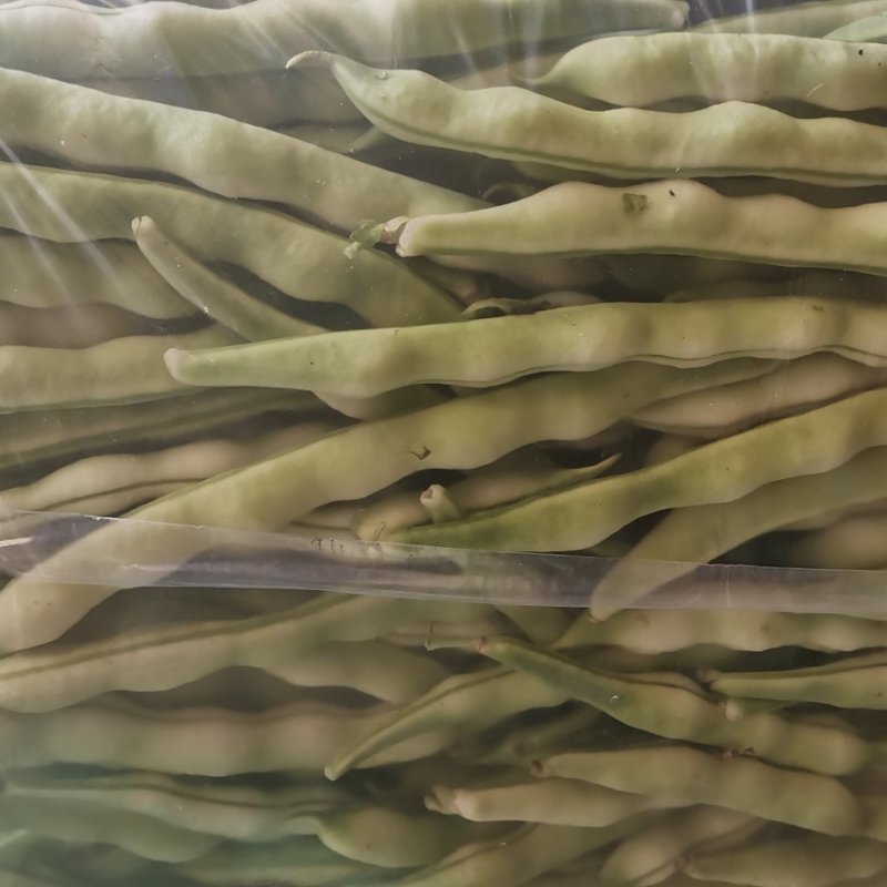 山东暖棚芸豆大量上市