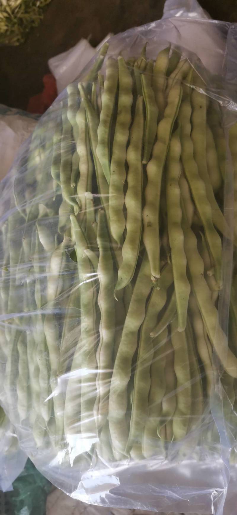 山东暖棚芸豆大量上市