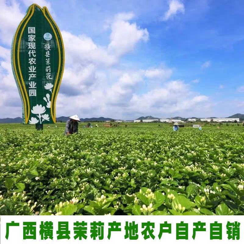 广西横县原产地种植基地茉莉花苗花卉盘栽