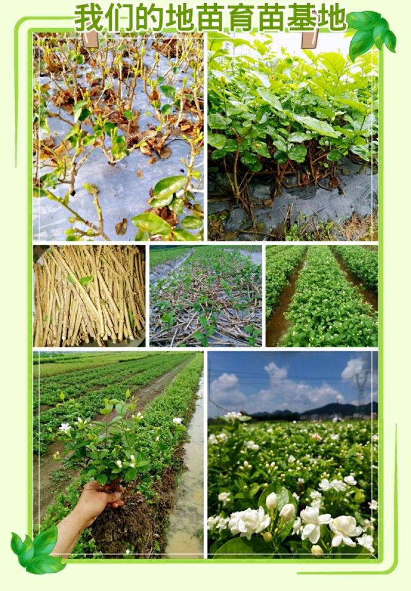 广西横县原产地种植基地茉莉花苗花卉盘栽