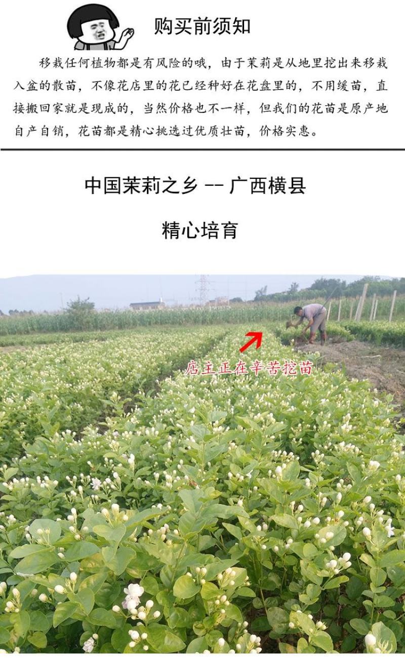 广西横县原产地种植基地茉莉花苗花卉盘栽