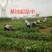 广西横县原产地种植基地茉莉花苗花卉盘栽