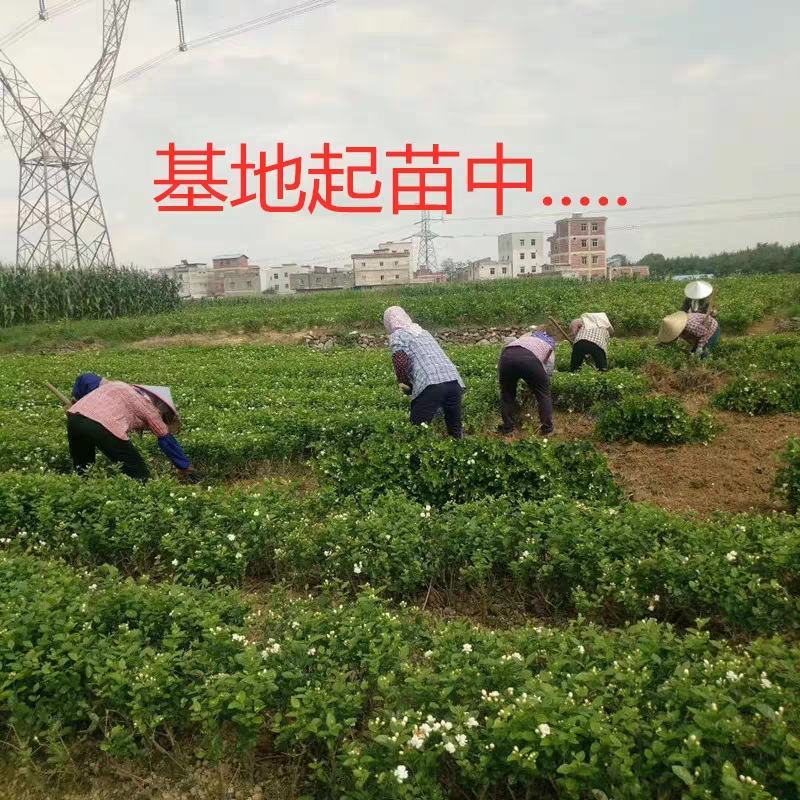 广西横县原产地种植基地茉莉花苗花卉盘栽