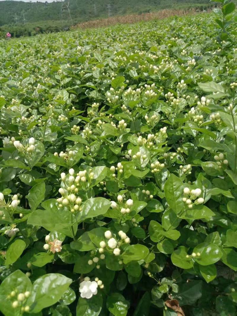 广西横县原产地种植基地茉莉花苗花卉盘栽