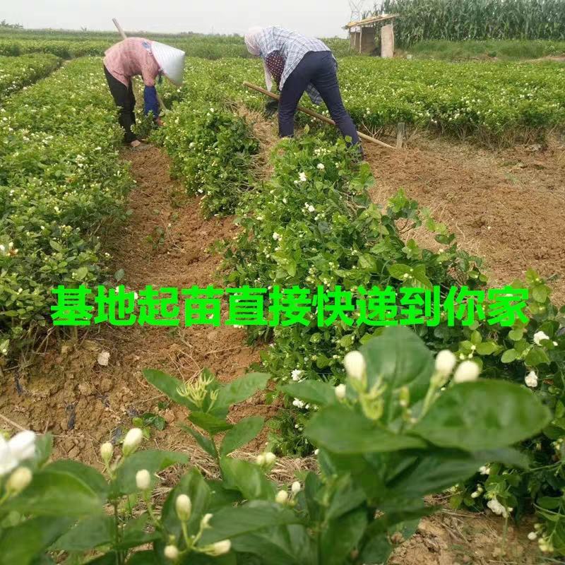 广西横县原产地种植基地茉莉花苗花卉盘栽
