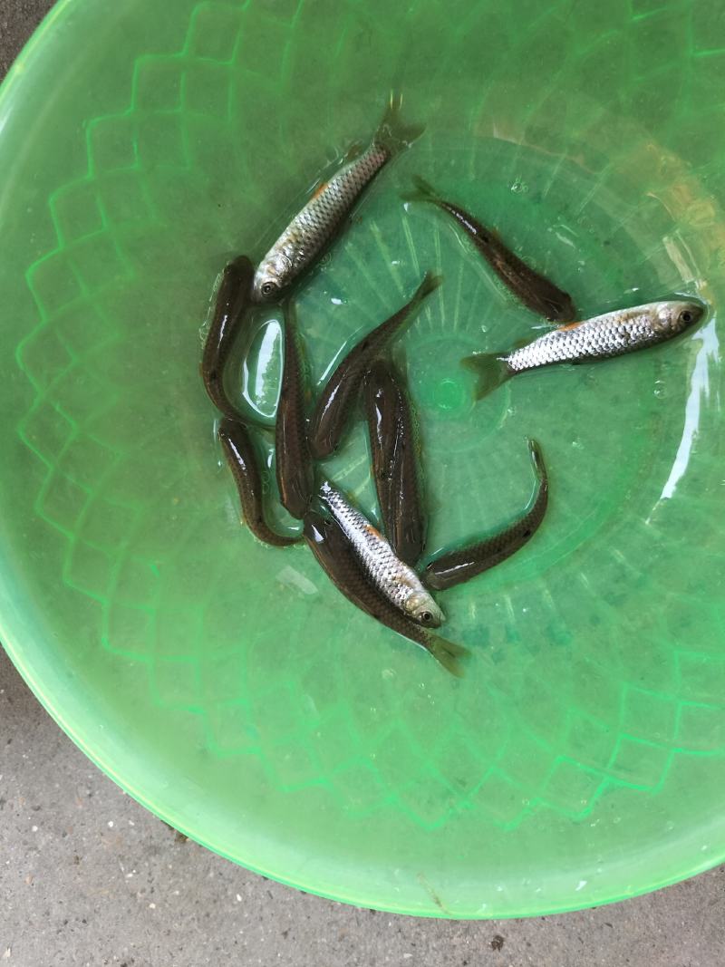 军鱼