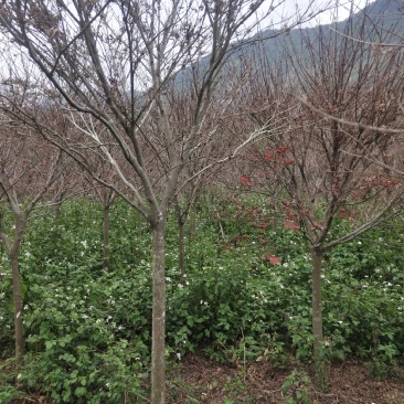 红枫
