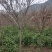红枫