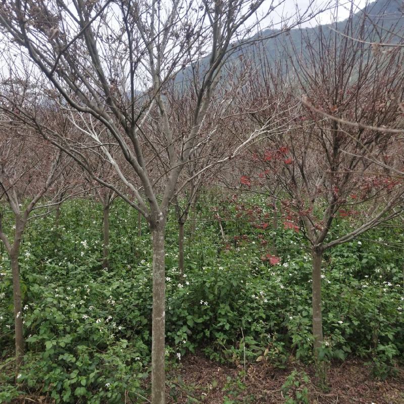 红枫