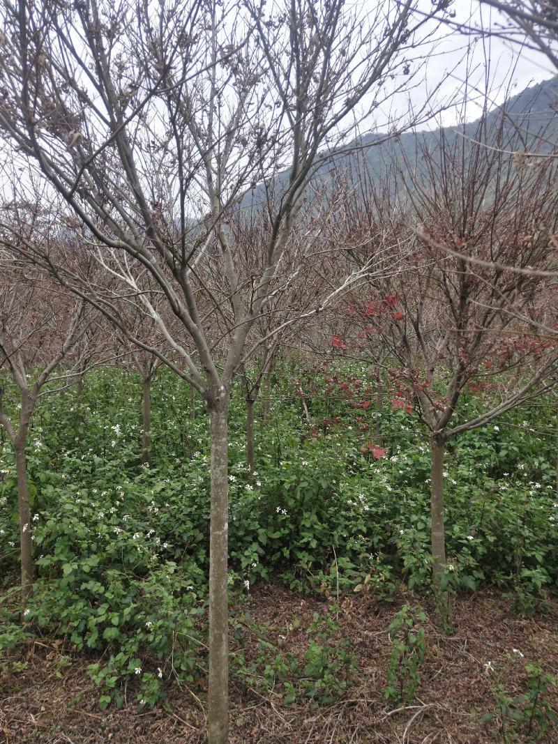 红枫