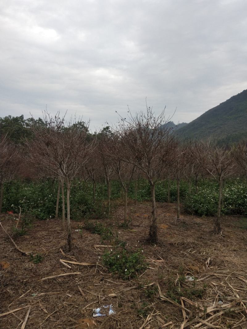 红枫