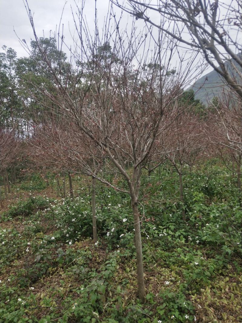 红枫