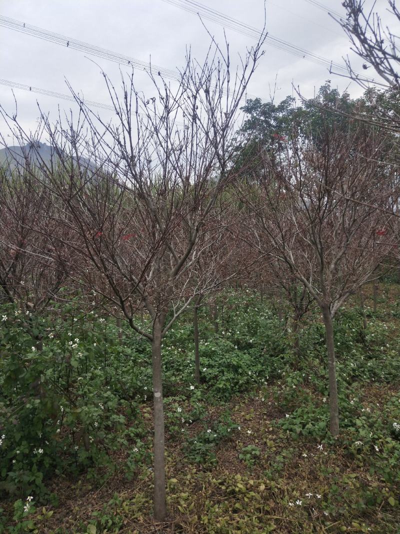 红枫