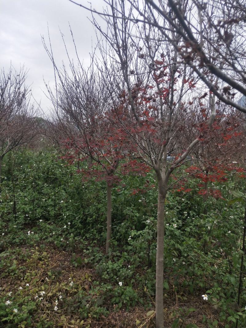 红枫
