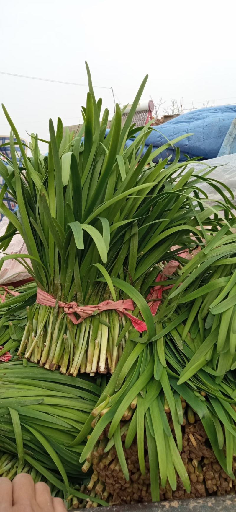 5精品大叶韭菜
